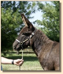 Windcrest Hoop Hoop Hurrah, very dark brown gelding