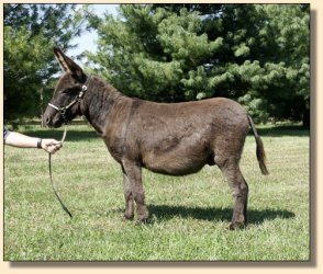 Windcrest Hoop Hoop Hurrah, very dark brown gelding