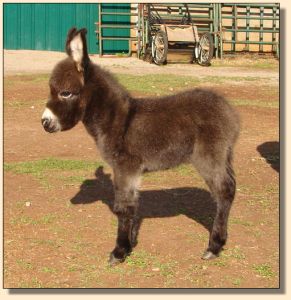 miniature donkey, Right as Rain