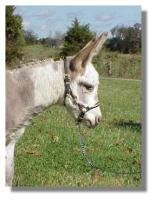 Miniature Donkey Jennet, Rain Dance (7315 bytes)