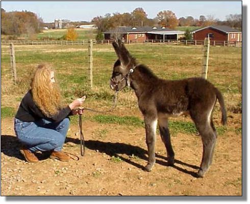 Half Ass Acres Soggy Bottom Boy, Champion Donkey!!