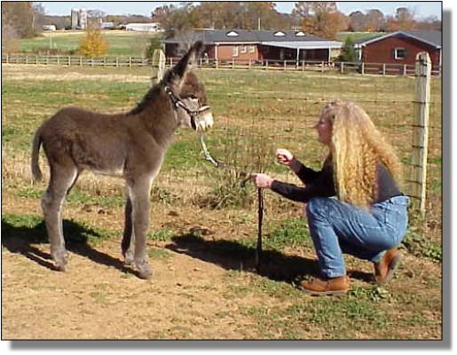 Half Ass Acres Soggy Bottom Boy, Champion Donkey!!