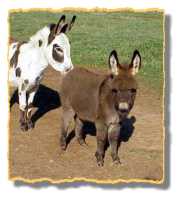 Miniature Donkey Sarge (5745 bytes)