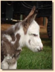 miniature donkeys