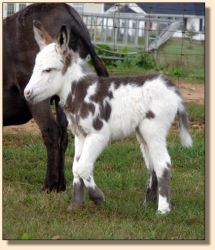 miniature donkeys