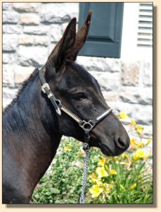 Click photo of miniature donkey to enlarge image