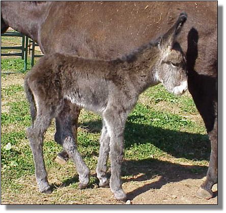 Half Ass Acres Soggy Bottom Boy, Champion Donkey!!