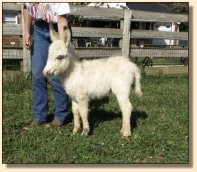 Ass-Pirin Acres Spectacular