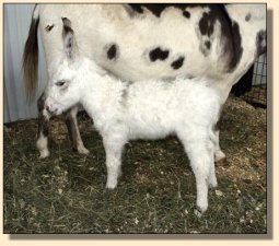 Ass-Pirin Acres Spectacular