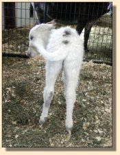 Ass-Pirin Acres Spectacular