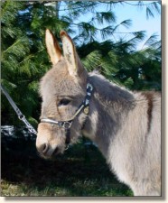 miniature donkey for sale