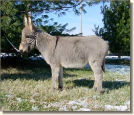 miniature donkey for sale