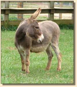 Click photo of miniature donkey to enlarge image