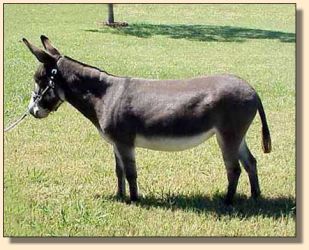 Click photo of miniature donkey to enlarge image