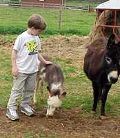 Miniature Donkey Bandit with Tyler (6945 bytes)