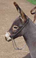 Miniature Donkey Cinderhetta