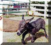 Miniature Donkey Dixie Chick's birth