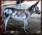 Miniature Donkey Goldie Hawn