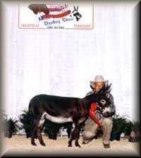 miniature donkey jack, Ozarks Jazzy Jamm