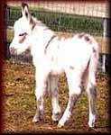 Miniature Donkey Heavens To Betsy