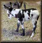 Miniature Donkey Harley