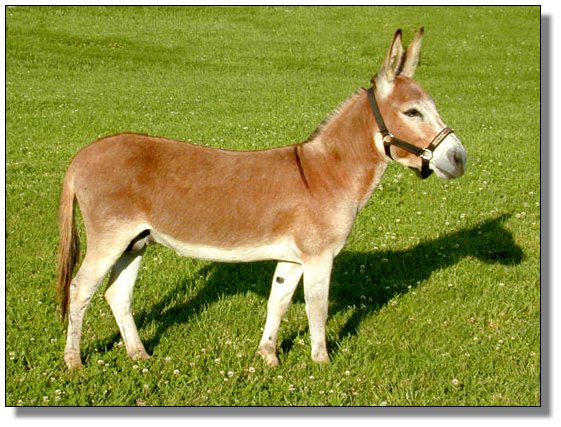 hegn lektie springvand Le Roux, dark red jack born at Half Ass Acres Miniature Donkey Farm